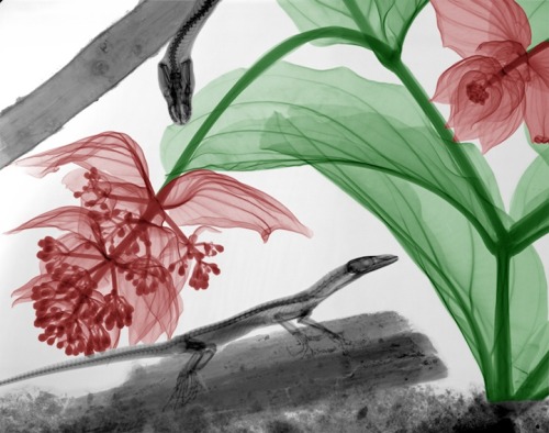   Artist and radiation physicist Arie van’t Riet inverts and colorizes x-rays to create t