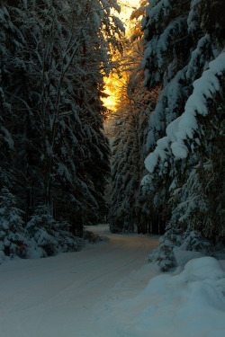 etherealvistas:  Winter Spruce Road (Finland)