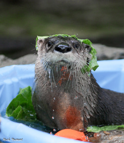 dailyotter:  Otter Wears His SnackVia Mark Dumont