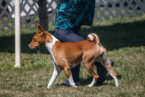 mostlyvoidpartiallydogs: Borzoi, Saluki, Scottish Deerhound, Irish Wolfhound, and BasenjiHound group