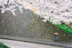 fuckyeahjapanandkorea:   	Cherry Blossoms at Kanazawa Castle von norsez Oh 