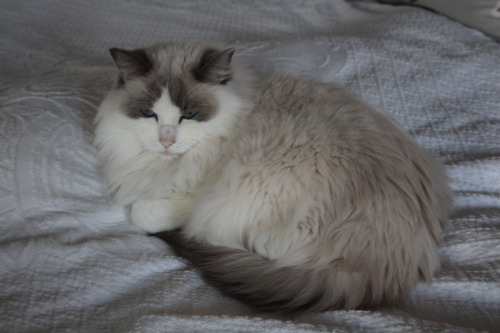 mostlycatsmostly:  @centralpurr