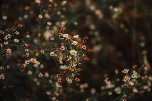 theghostgirls: autumn blooms