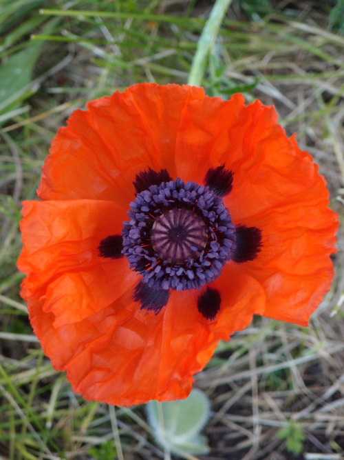 anmkosk:Papaver orientale — Oriental poppy