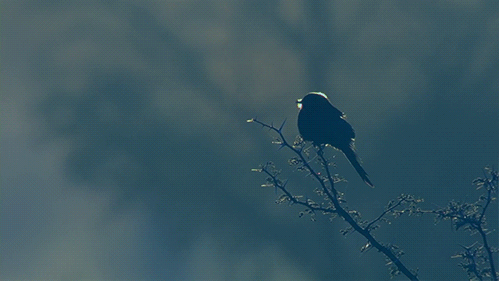 dustyfleas:“ .Feed the birds ….”