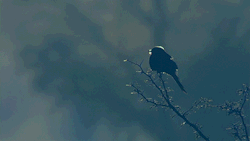 Empty-Without-Echo:  Quanto Sei Fragile. 