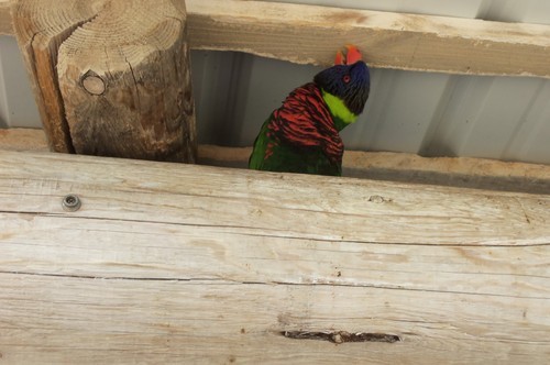   Went to the Long Beach Aquarium and saw a lot of awesome underwater creatures and met Lorikeets birds.    This dude kept peeking out from behind this small branch at us, almost shy but curious.    This dude (or dudette) kept flirty with us. He would