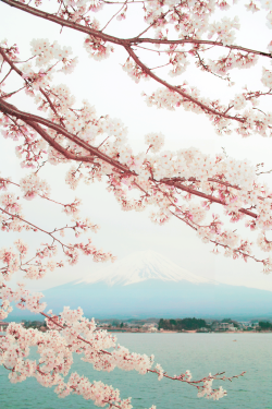 milkpeu:  Mt. Fuji and sakura (by nipomen2)