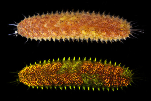 Your next polychaete on the hour.This scale worm&rsquo;s bumpy scales and bristles glow brillian