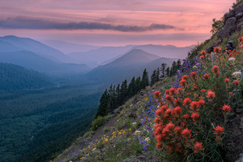 drxgonfly: Wildflowers on Mount Hood, Oregon (by  matt macpherson)