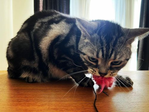 遊ぶ猫 #cat #americanshorthair #ねこ #猫 #アメショ #アメショー #うーって言う #このあと破壊された  www.instagram.com/p/CYQd