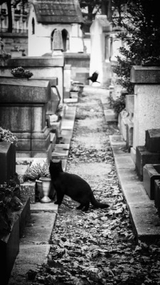  Cimetière de Montmartre. Photo by Amber