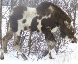 dat-soldier:  lepetitdragon:  ghost-oakes:  hearthawk:  deerypoof: The most beautiful moose in all the land! This rare piebald was spotted near Falher, Alberta in Canada. Check out those eyes! I saw it and thought ‘horse?’ But it was too weird-looking….