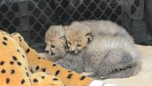 Cheetah cubs get puppy pal at Dallas Zoo
The Labrador puppy will be raised alongside the 8-week-old cubs and help them adjust to life in their new home.