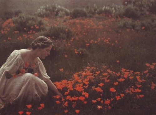 windypoplarsroom:Arnold Genthe“Helen MacGowan Cooke picking California golden poppies in a fie