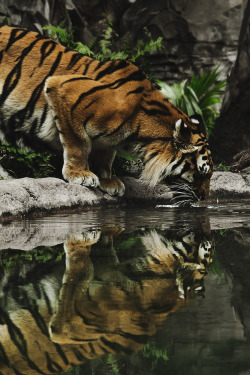 envyavenue:  Thirsty Tiger by Honza Hřib 