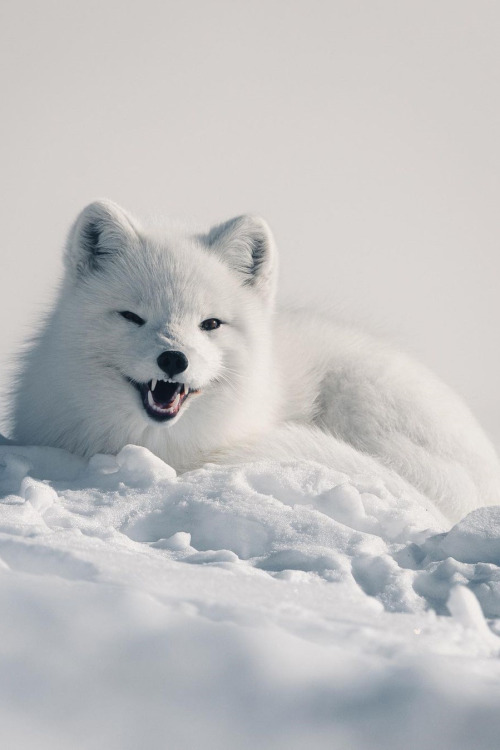 lsleofskye:A white arctic fox yawning in the Lapland’s wilderness (Sweden) | kpunkka