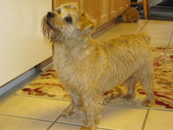 handsomedogs:  Teddy the Norfolk Terrier is five years old since last month! This is just after a bath.