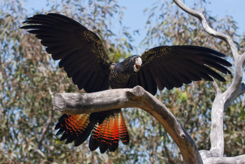 end0skeletal:The red-tailed black cockatoo (Calyptorhynchus banksii) is a large black cockatoo nativ