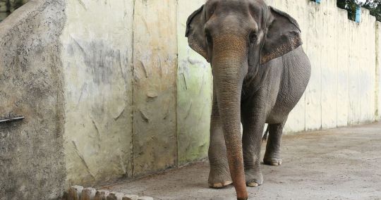 The world's loneliest elephant has been kept alone in concrete jungle since 1977