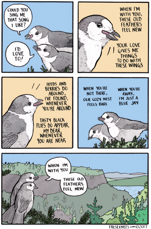 falseknees:Gray Jay sings a song