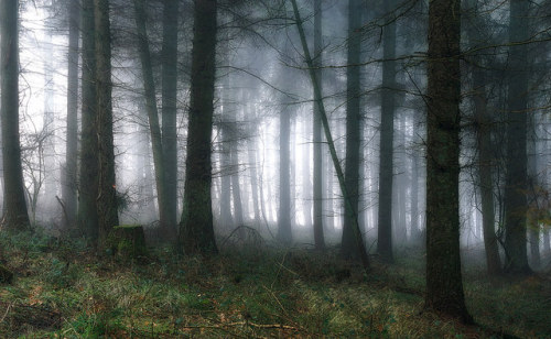 If you go done to the woods today by jactoll on Flickr.