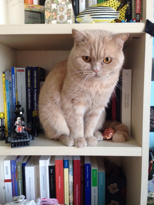 there&rsquo;s an intruder in my bookcase