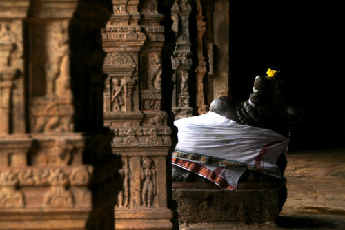 Nandi, Tamil Nadu