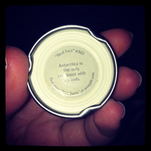 gbabeee15:Antarctica is the only continent with no owls.. #owls #snapple #peachtea #realfacts #wtf