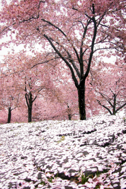 tulipnight:  the pink hail of cherry blossom