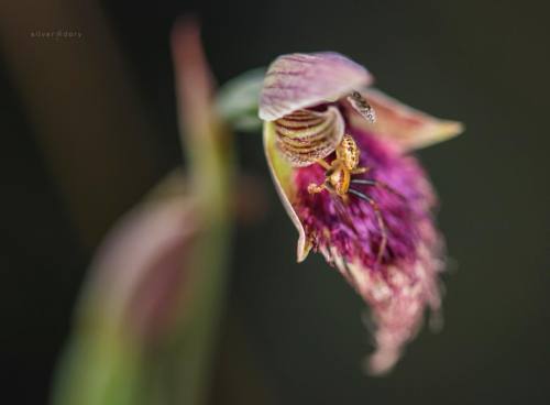 Went out to take some spider orchid photos and came back with a spider/orchid photo - and a beard &h