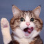 kittygatokitty