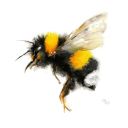 lavender-bumblebee avatar