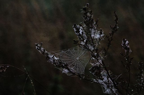 thefoxisawitch: ️️ Grandmother Spider Oil️️This oil is based on the native american traditions of sp