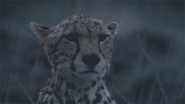 835e0e66b4554a20b0cf841d47036e20f885d594.gifv