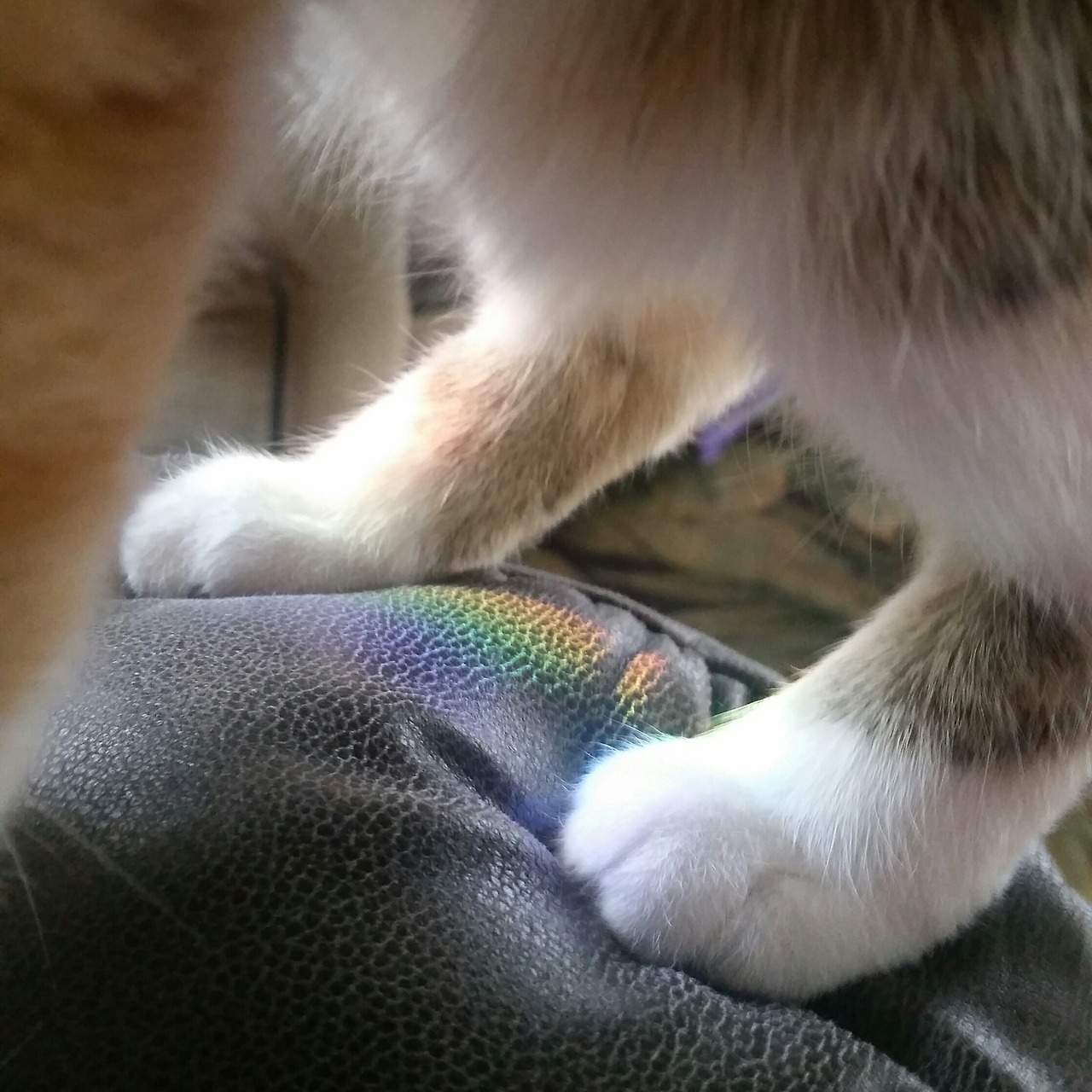 roseclips:she’s stepping in sunlight 🌈