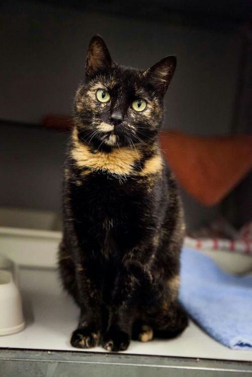 furiouscrusadeavenue: Beautiful Tortoiseshell Cat.