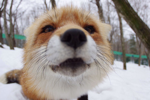 Porn stripstriphooray:  boredpanda:Fox Village photos