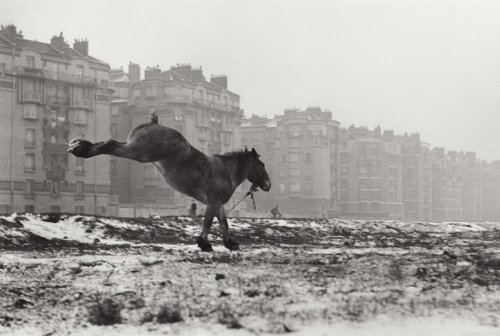 grupaok:Sabine Weiss, Cheval, 1952