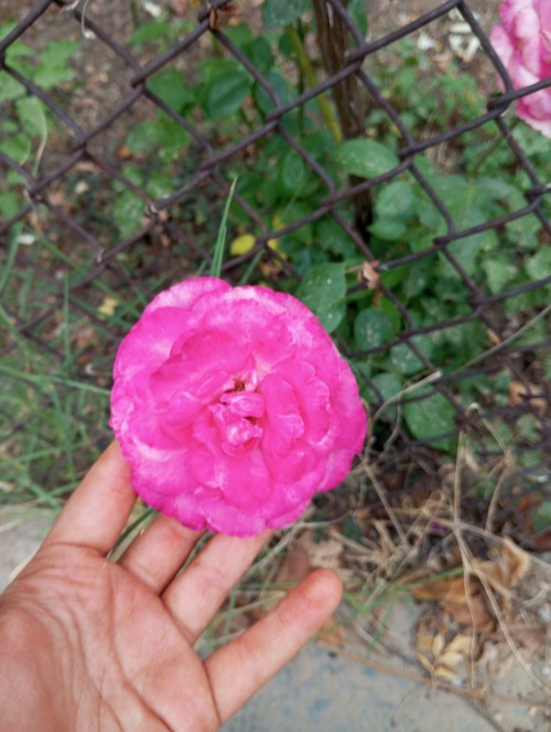 Love Discovering Treasures , Love Cottage Core And Boho Aesthetics , I Totally Adore Mother Nature For