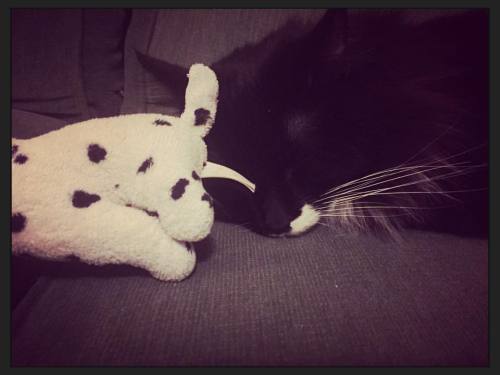 Newbie is all tuckered out from playing with our daughter&rsquo;s beanie boo. #cat #cats #catsag