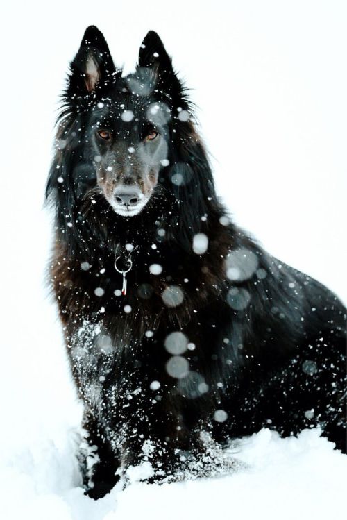 shitstain-of-heart: This is the kind of dog that looks like if you follow it, it’ll show you t