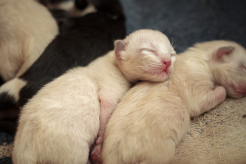 arturvsphotography: Sleepy kittens