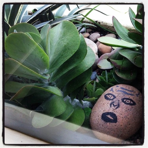 As some of you know, I love finding small round smooth flat rocks, imbuing them with “hope,” then giving them away. Imagine my surprise as I passed a window at the school, where I am subbing, and seeing this big rock in the planter! Twas quite...