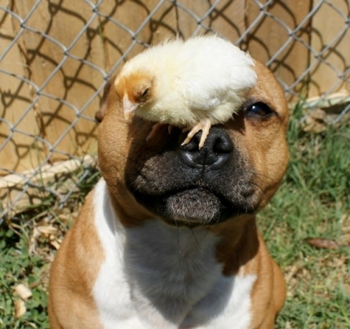 happyballoonicorns:  PITBULLS ARE SO VICIOUS.  TERRIFYING MONSTERS. 