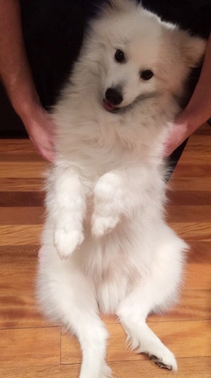 pinksugarrr:Happiest little puppy