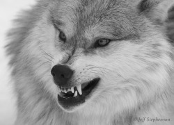 wolfsheart-blog:  Wolf by J. Stephenson 