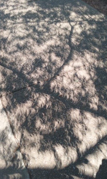 Porn photo cometcrystal:eclipse shadow pictures! theyre
