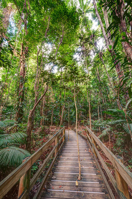 Path through a mangrove swamp in Daintree National Park / Australia (by panafoot).