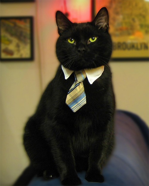 catsbeaversandducks:Successful Business Cats Who Have a Message for You“Bad news. I need you to work on Caturday.”Photos via Cats in Business Attire